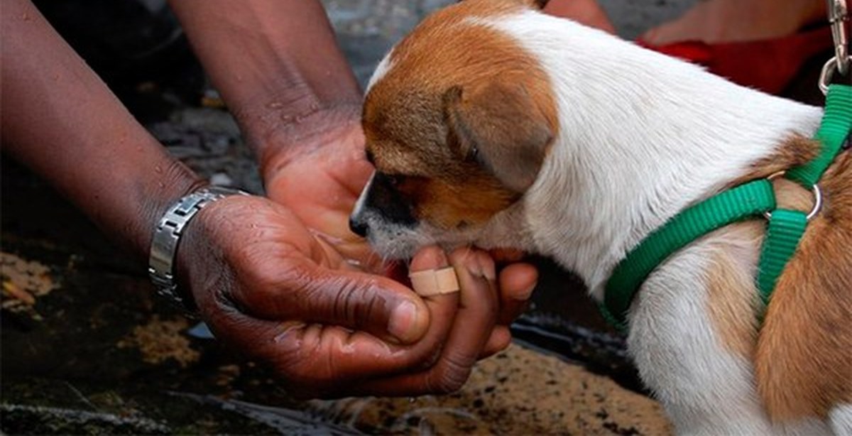 Люди проявляют доброту. Сострадание к животным. Доброе отношение к животным это. Добрые поступки. Милосердие и сострадание к животным.