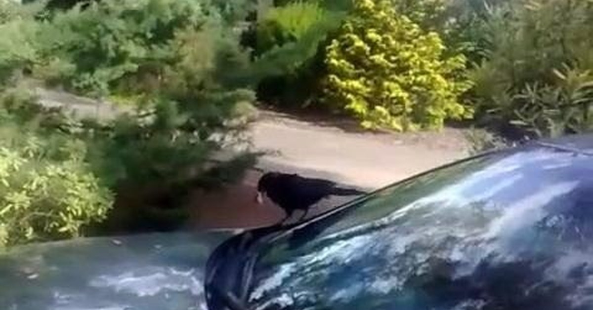 Птица нагадила. Птицы гадят на машину. Обкаканный автомобиль. Машина в птичьем помете. Птица гадит на машину.
