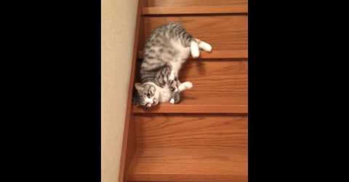 Спускаюсь плавно. Лестница для кота. Коты на лестнице. Котенок на лестнице. Ленивый кот на лестнице.