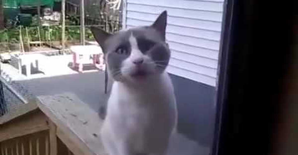 саня открой видео про кота. говорящие коты. смешные видео говорящие. смешные видео говорящие. кот говорит открой мне.