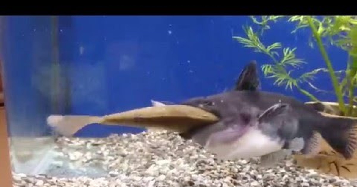 Рыба сом большой. Сом съедает рыбу. Сом съедает рыбу. Ядовитый аквариумный сом. Сомик озерный.