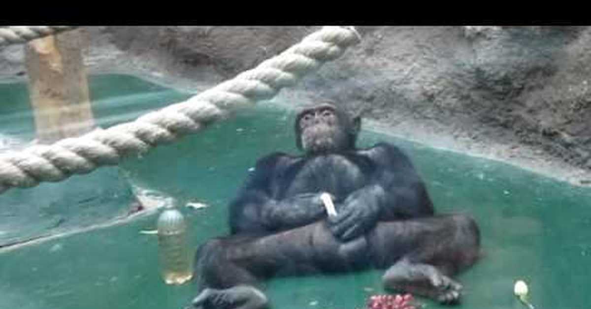 Купание обезьяны хоккей. Ижевский зоопарк шимпанзе. Обезьяна плавает. Обезьяна в бассейне. Горилла плавает.