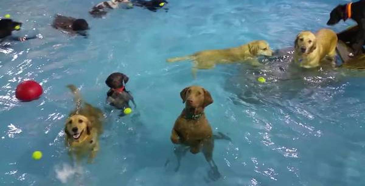 Собака купается видео. Собака моется. Немецкая овчарка в ванной. Собака шторм. Тазик для собак купания.