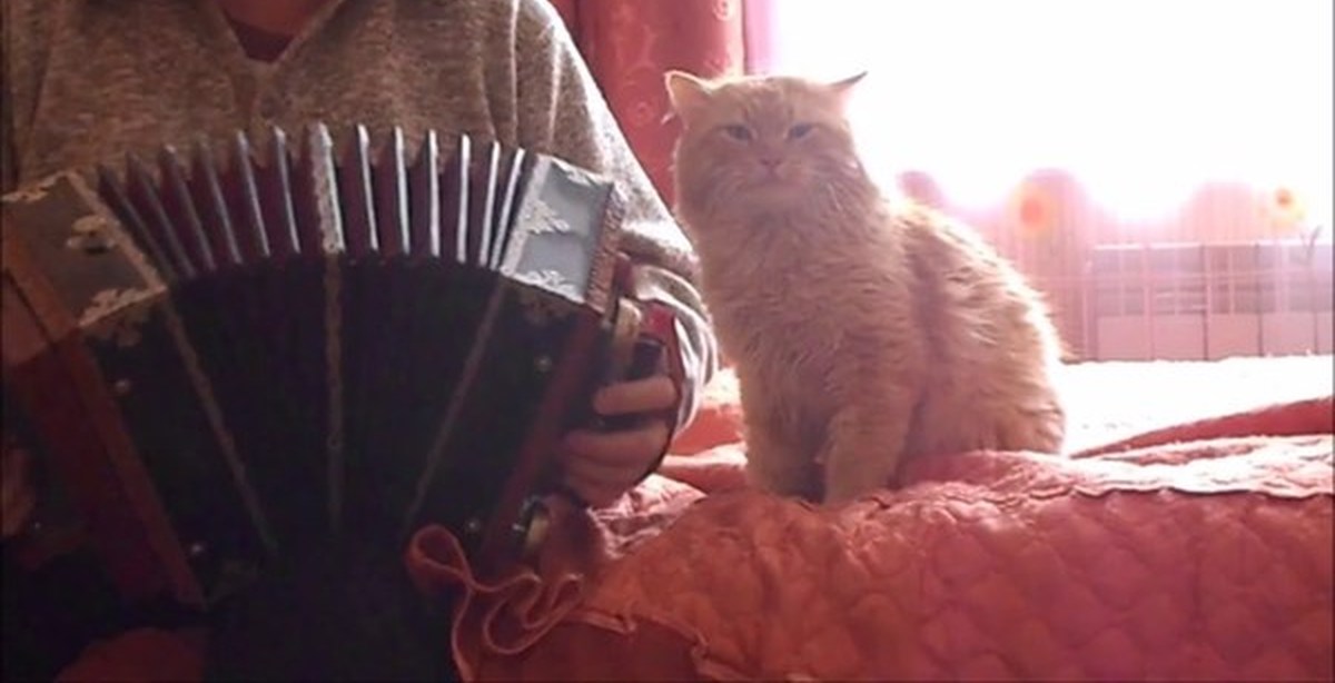 песни кота баяна