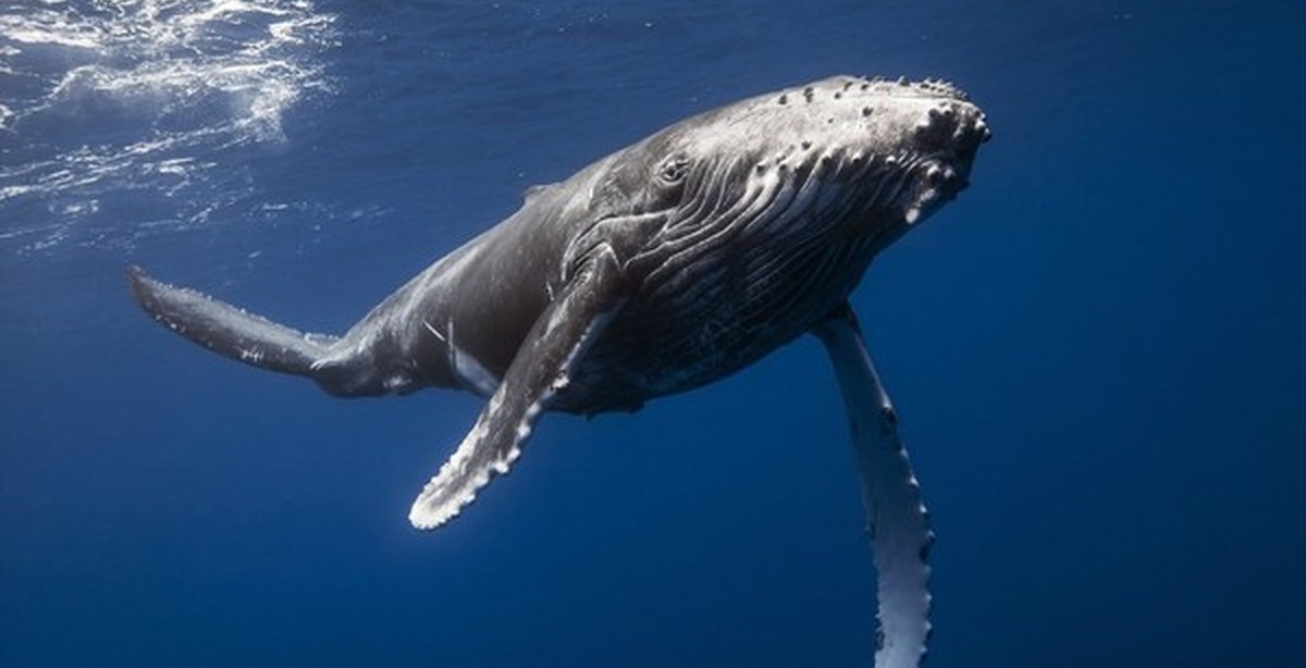 Кит видео для детей детей познавательный. Китообразные горбатый кит. Киты теплокровные. Кит видео для детей детей познавательный. Горбатый кит баренцево море.