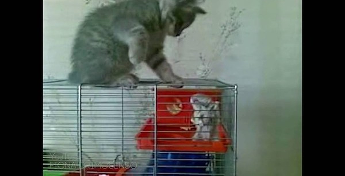 Ежедневный кот хомяк. Хомяк против кота. Хомяк в клетки и коты. Клетка для кошек. Хомяк напал.