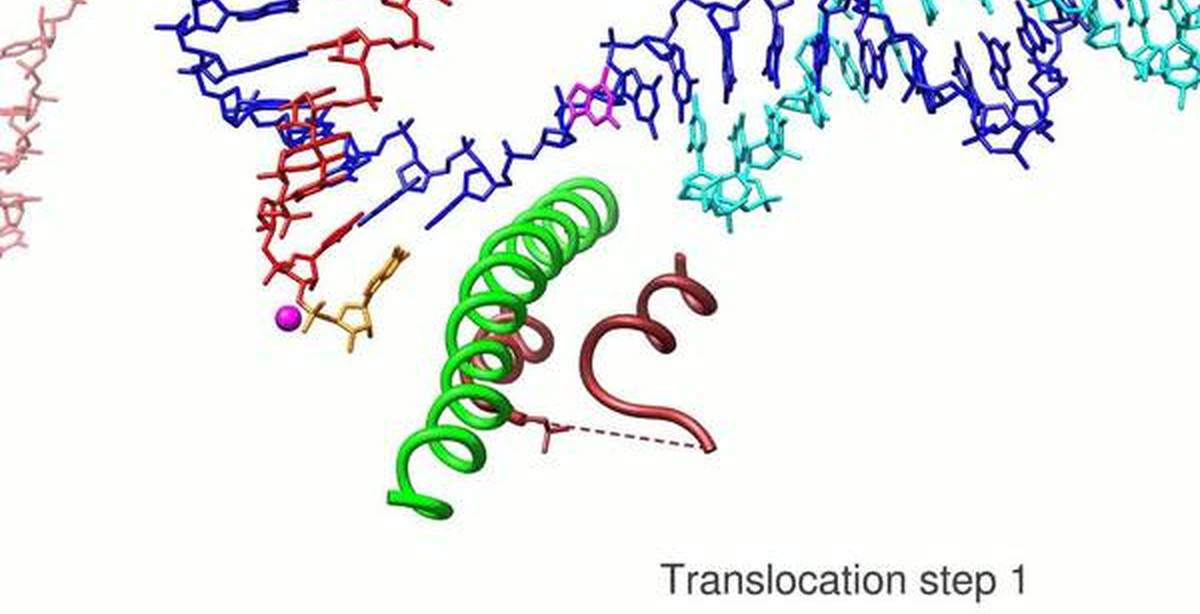 Рнк бактерии. Транскрипция РНК полимераза. РНК полимераза эукариот. ДНК полимераза 2. Транскрипция молекулярная биология.