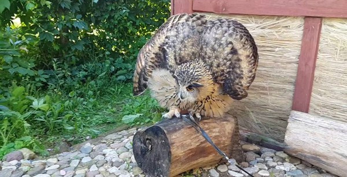 сова нападает. сова филин ёль. сова атакует. длиннохвостая неясыть гнездо. виргинский филин (bubo virginianus).