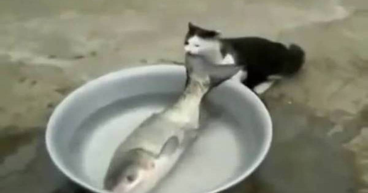 Норка ловит рыбу. Кот стащил рыбу. Толстый кот с рыбой. Кот ворует рыбу из ведра. Кот на зимней рыбалке.