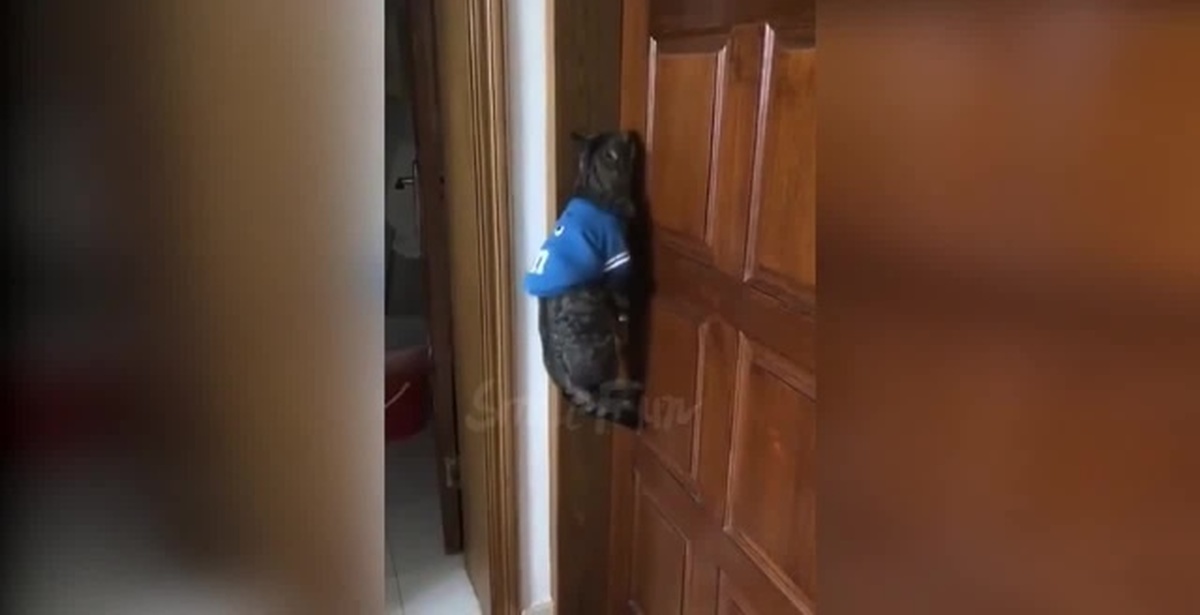 Кот орет открой дверь. Открой дверь говорящий кот. Кот говорит открой дверь. Открой дверь говорящий кот. Говорящий кот говорит открой дверь.